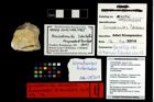 Foto (Objekt + Etikett) von Goniodromites ? dentatus (Lorenthey & Beurlen, 1929)  (NHMW-GEO-2014-0194-0965)
